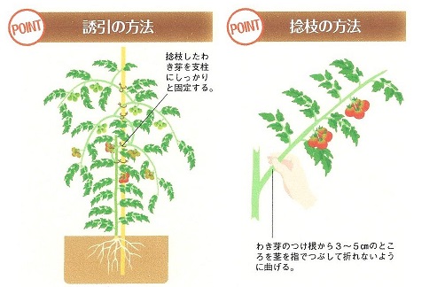 とまとの整枝 連続摘芯栽培 スーの家の自然栽培的オーガニック家庭菜園12ヶ月