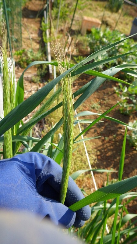 RIMG7609 (450x800)
