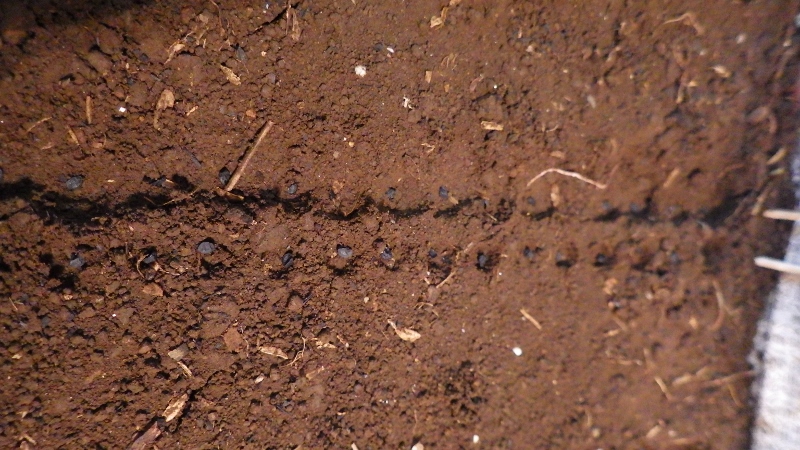 RIMG5813 (800x450)