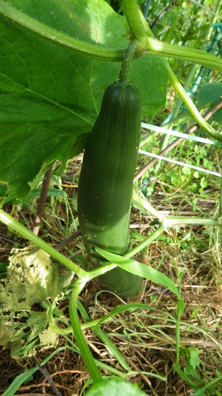 RIMG8808 (450x800)