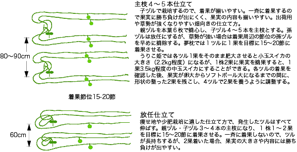 4-5_saibai3_watermelon