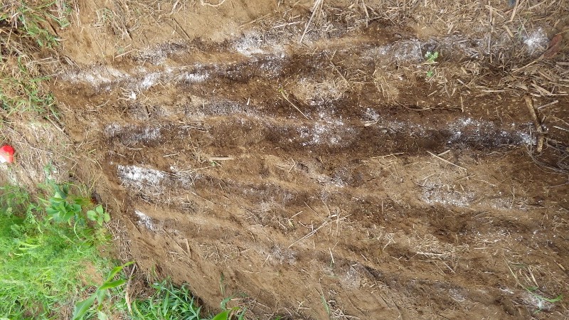 RIMG4895 (450x800)