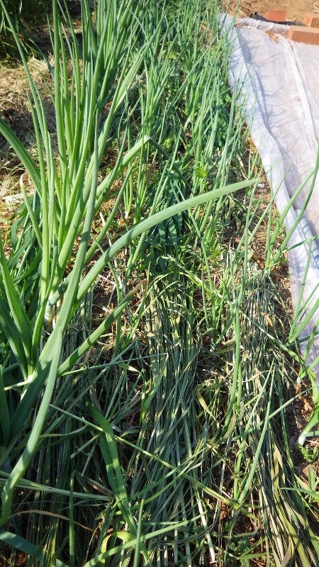 RIMG7606 (450x800)