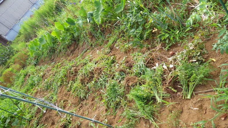 RIMG4885 (800x450)