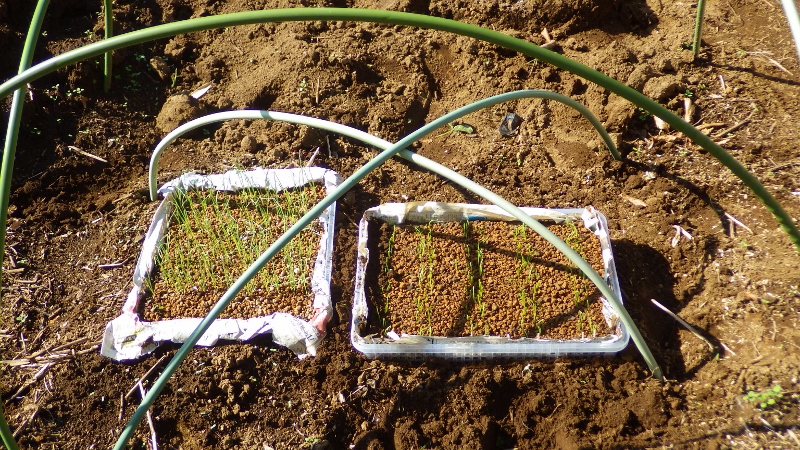 RIMG6021 (800x450)
