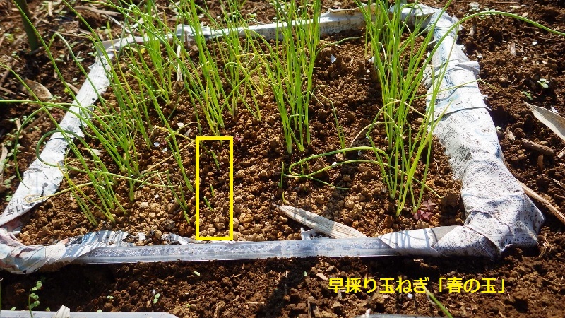 RIMG6090 (800x450)