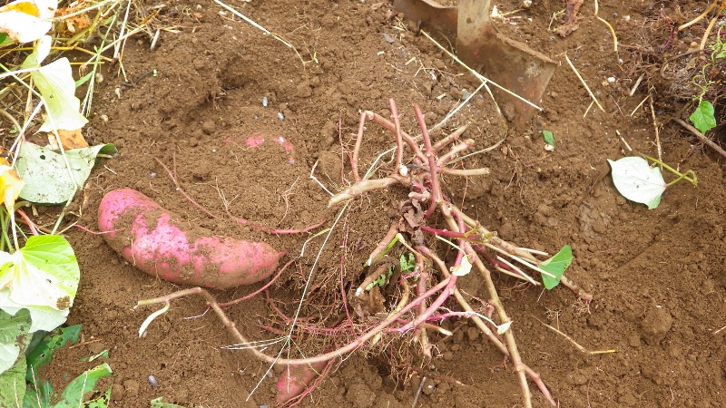 RIMG6139 (800x450)