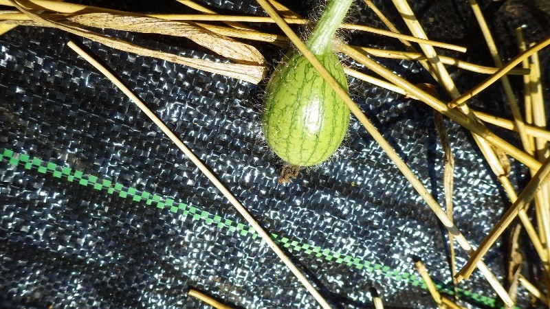 RIMG4790 (450x800)