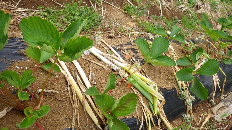 RIMG8072 (800x450)