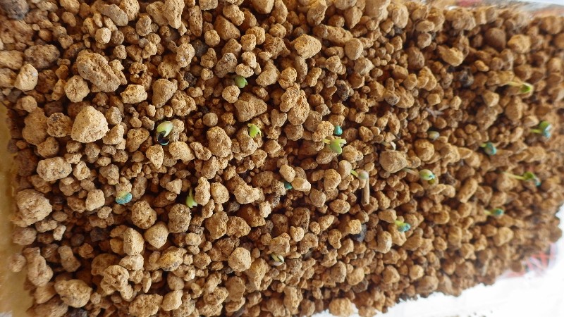 RIMG6791 (450x800)