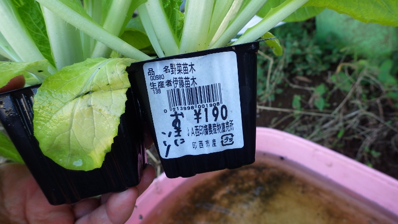 RIMG6114 (800x450)