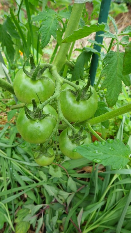 RIMG8486 (450x800)