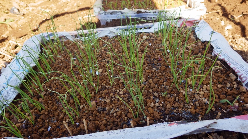RIMG6019 (800x450)