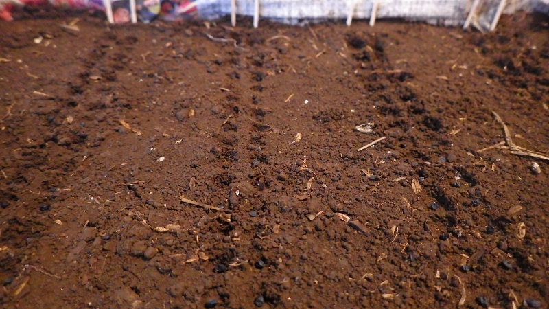 RIMG5811 (800x450)