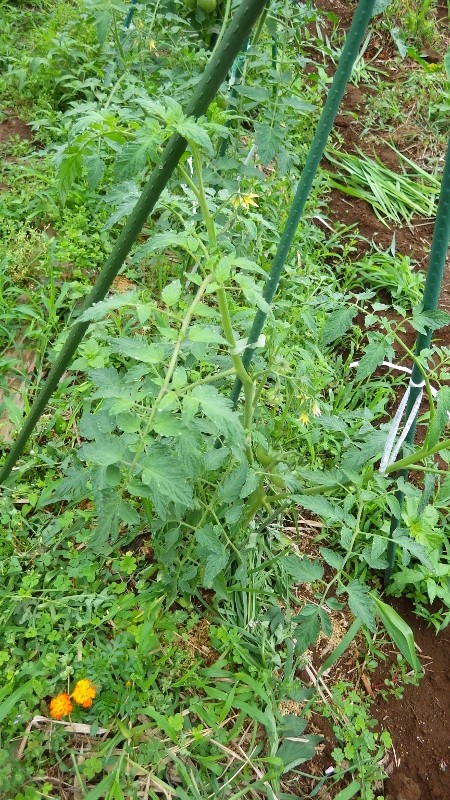 RIMG8484 (450x800)
