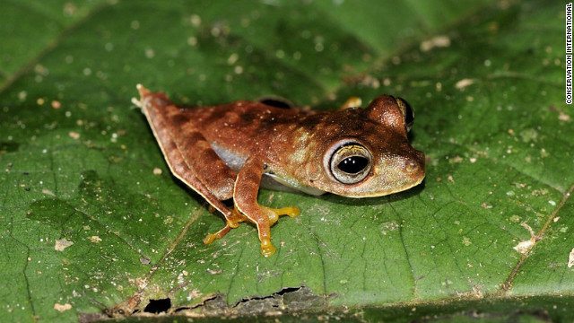 3-ci-frog-horizontal-gallery