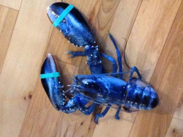 lobster25n-2-web