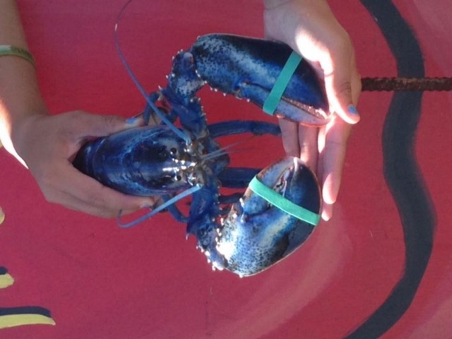 lobster25n-4-web