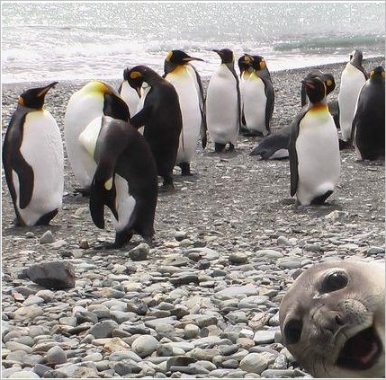 seal