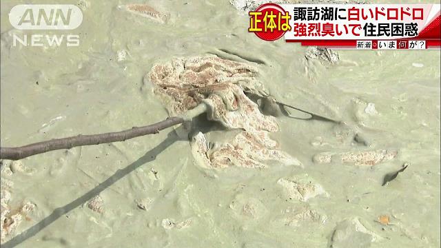引用画像