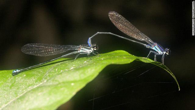 2-ci-damselfly-horizontal-gallery