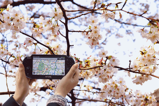 20120406_hanami_sakura_