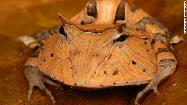 5-ci-widemouth-frog-horizontal-gallery