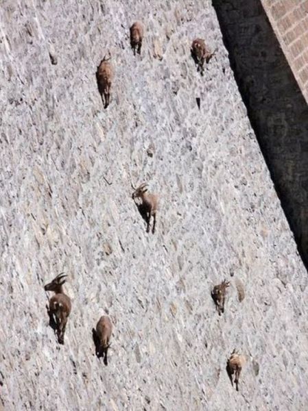 antigravity_goats_640_02