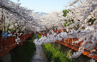 sakura