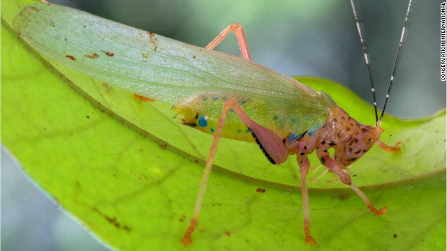 4-ci-katydid-horizontal-gallery