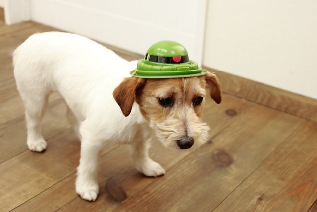 img_172217_4270699_0