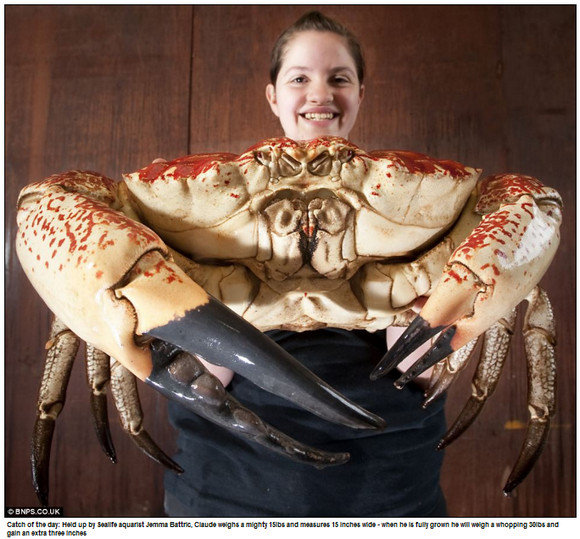 crab-monster