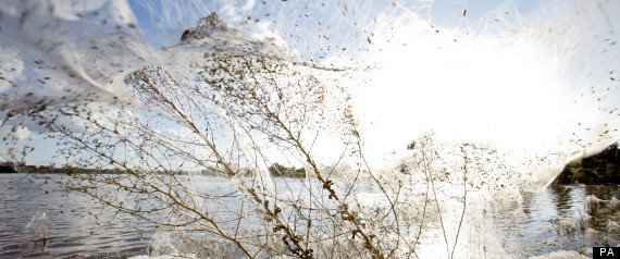 r-SPIDER-WEBS-large570