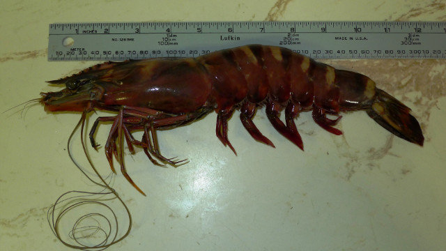 black-tiger-shrimp