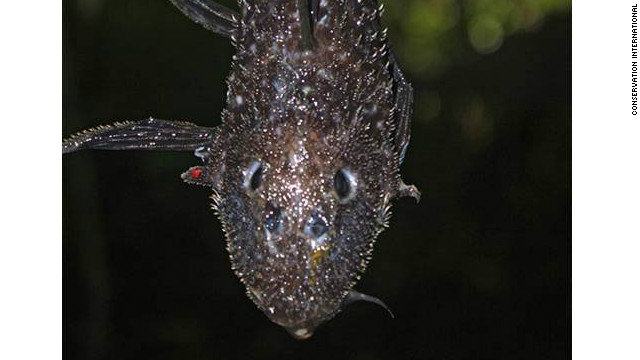 6-ci-armored-catfish-horizontal-gallery