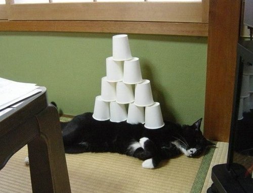 tumblr_l9yonzKcxh1qbc905o1_500