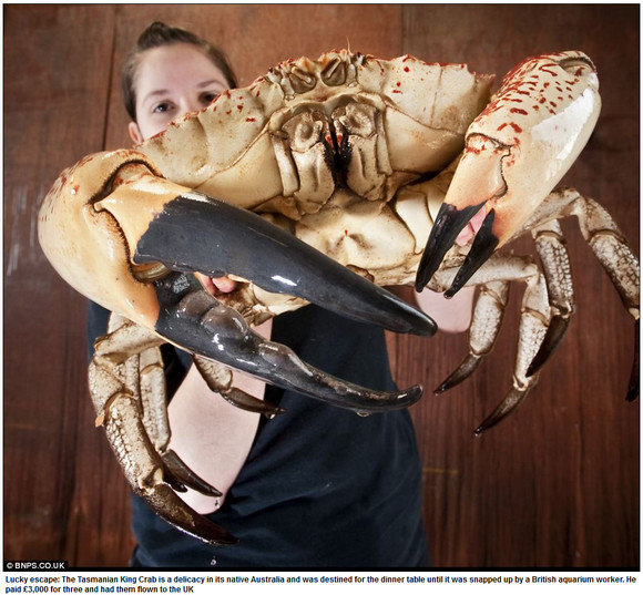 crab-monster2n