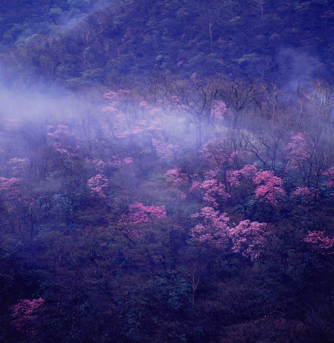 霧