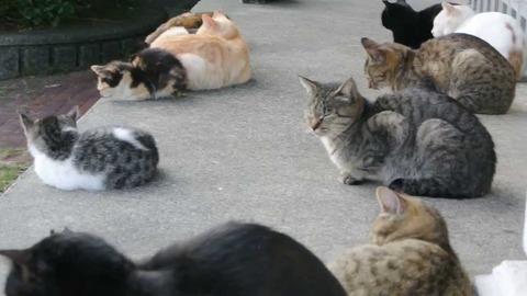 猫の集会