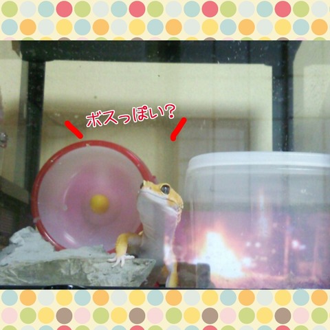 PhotoGrid_1443517985134