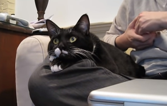 飼主さんの膝の上でTV番組に夢中になるニャンコさん