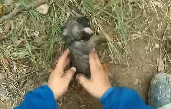 667