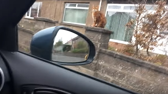飼主さんの帰りを門で待っていてくれる忠猫トント6
