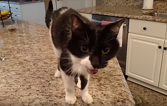 まりにも猫らしくない超低音で鳴く白黒猫くん