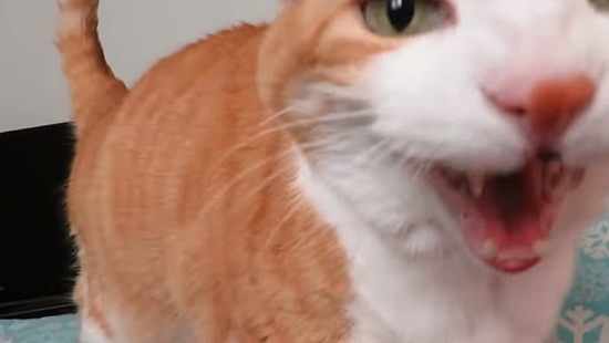 顔の近くでニャーオ