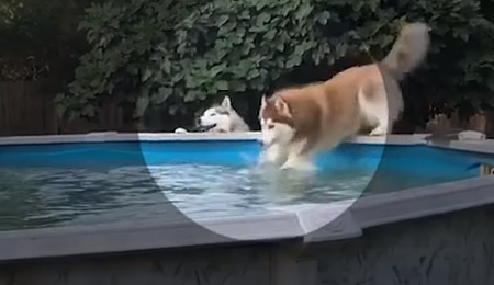 壁をジャンプで乗り越え水の中にドボンしてしまったハスキー