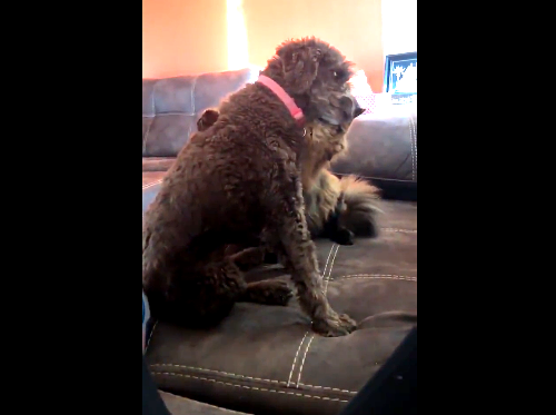 「ねえ、僕をナデナデして?」ラブラブで可愛い猫と犬のほっこりする動画