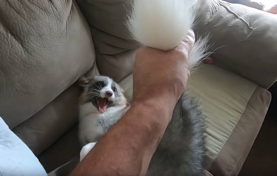 631