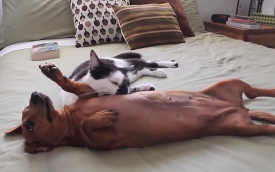 テンション高めのダックスフントを落ち着かせる技を持った猫