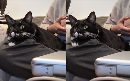 飼主さんの膝の上でTV番組に夢中になるニャンコさん2